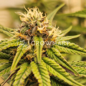 Auto_Blue_Dream_1_Seminka_Konopi