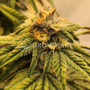 Auto_Blue_Dream_3_Seminka_Konopi