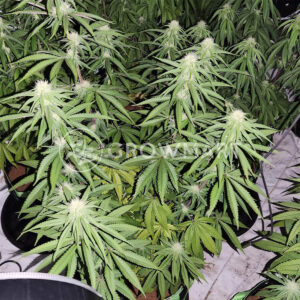 Auto_Blue_Dream_4_Seminka_Konopi