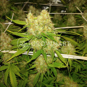 Auto_Blueberry_1Autoflowering_semínka_konopí