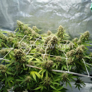 Auto_Blueberry_1Autoflowering_semínka_konopí