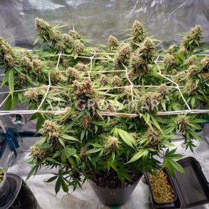 Auto_Blueberry_1Autoflowering_semínka_konopí