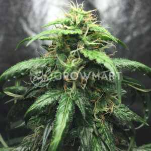 Auto_Blueberry_Domina_Autoflower_semínka_konopí