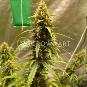 Auto_BubbleGum_Autoflowering_semínka_konopí