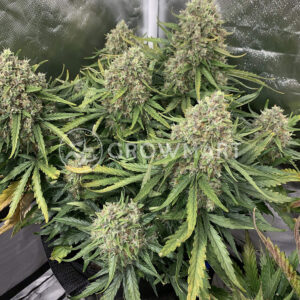 Auto_BubbleGum_Autoflowering_semínka_konopí