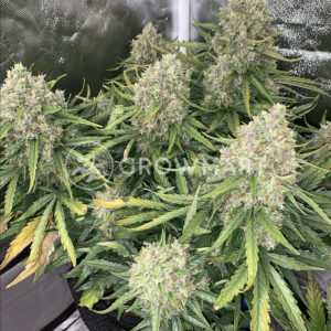 Auto_BubbleGum_Autoflowering_semínka_konopí