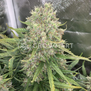 Auto_BubbleGum_Autoflowering_semínka_konopí