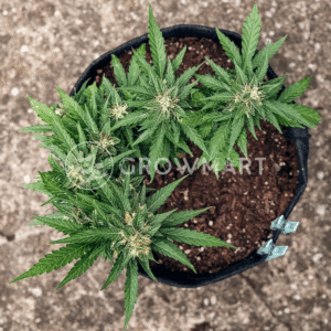 Auto_CBG_Force_seminka_konopi_2