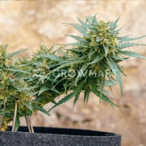 Auto_CBG_Force_seminka_konopi_4