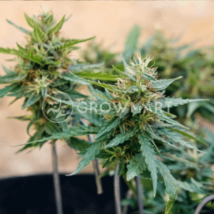 Auto_CBG_Force_seminka_konopi_1