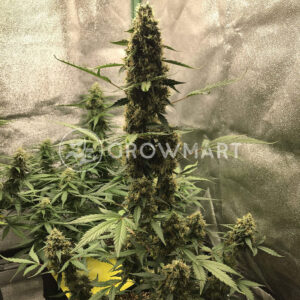 Auto_Cheese_Autoflowering_semínka_konopí