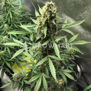 Auto_Cheese_Autoflowering_semínka_konopí