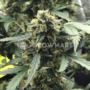 Auto_Cheese_Autoflowering_semínka_konopí