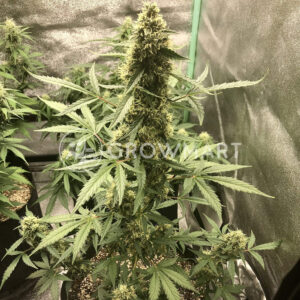 Auto_Cheese_Autoflowering_semínka_konopí