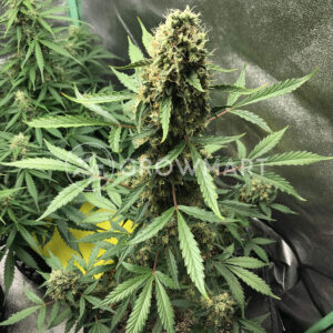 Cheese_Berry_Feminizované_semínka_konopí