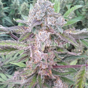 Auto_Critical_Mass_Samokvetoucí_semena_konopí