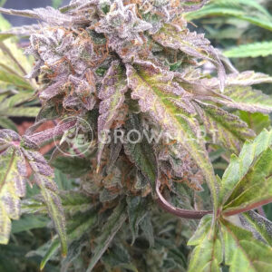 Auto_Critical_Mass_Samokvetoucí_semena_konopí