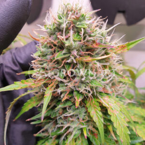 Auto_Critical_Orange_Punch_Autoflowering_semínka_konopí