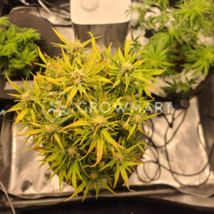 Auto_Do_Si_Dos_Cookies_Autoflower_semínka_konopí