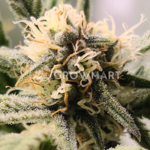 Auto_Do_Si_Dos_Cookies_Autoflower_semínka_konopí