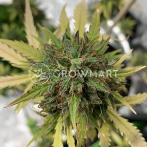 Auto_Do_Si_Dos_Cookies_Autoflower_semínka_konopí