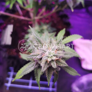 Auto_Euforia_Autoflowering_semínka_konopí