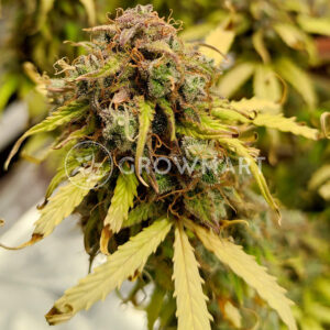 Auto_Gelato_#33_Samokvetoucí_semena_konopí
