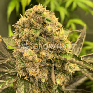 Auto_Jack_Autoflower_semínka_konopí