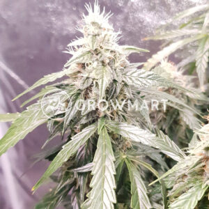 Auto_Jack_Herer_Samokvetoucí_semena_konopí