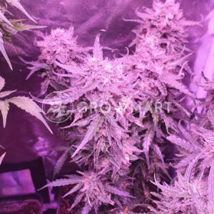 Auto_Kryptonite_Samokvetoucí_semínka_konopí