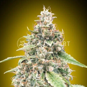 Auto_Lemon_OG_seminka_konopi_1