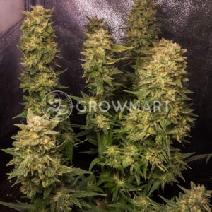 Auto_Mandarin_Haze_Autoflower_semínka_konopí