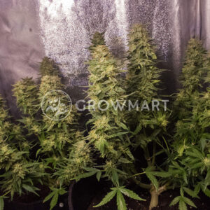 Auto_Mandarin_Haze_Autoflower_semínka_konopí
