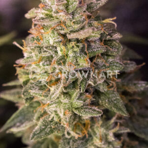 Auto_Mandarin_Haze_Autoflower_semínka_konopí