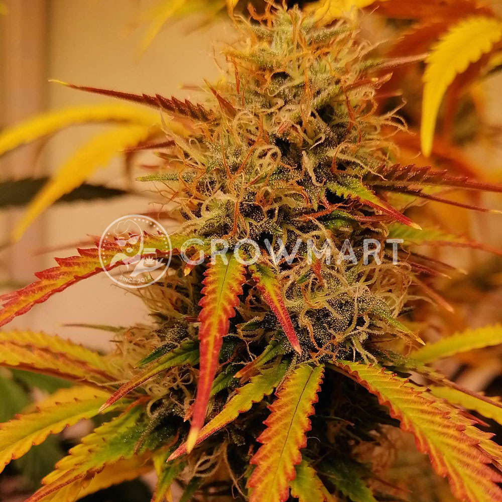 Auto_Mandarin_Haze_Autoflower_semínka_konopí