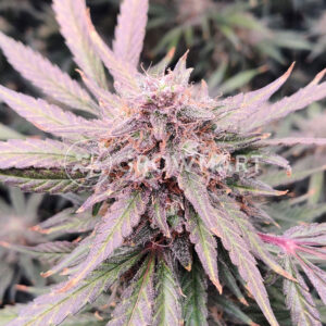 Auto_Maria_2_Samonakétací_semínka_konopí