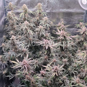 Auto_Maria_2_Samonakétací_semínka_konopí