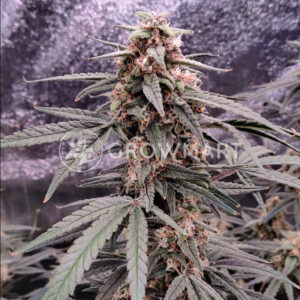 Auto_Maria_2_Samonakétací_semínka_konopí