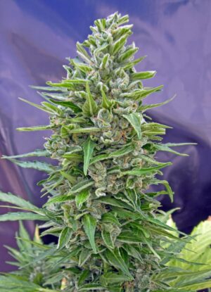 00 Seeds - Automatik Mix | Mix of all automatics by 00 Seeds - Image 6