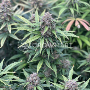 Auto_Night_Queen_Autoflowering_semínka_konopí