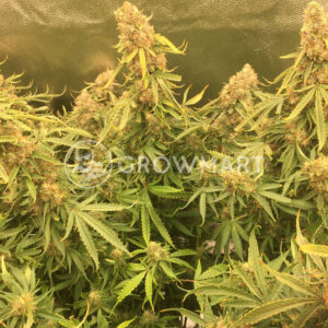 Auto_Northern_Lights_Samokvetoucí_semínka_konopí