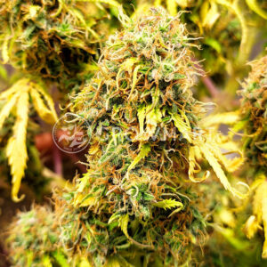 Auto_Northern_Lights_Samokvetoucí_semínka_konopí