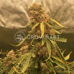 Auto_Northern_Lights_Samokvetoucí_semínka_konopí