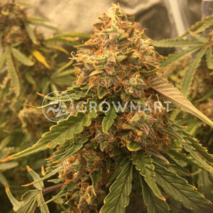 Auto_Northern_Lights_Samokvetoucí_semínka_konopí