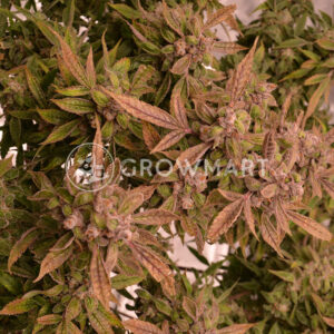 Auto_Orange_Bud_Autoflowering_semínka_konopí