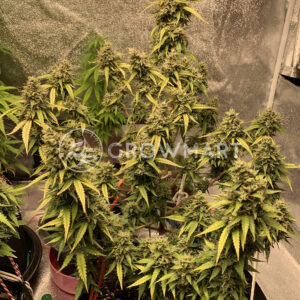 Automatic_Collection_#5_Samokvetouci_semena_konopi