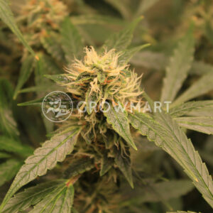 Auto_Power_Plant_Autoflowering_semínka_konopí