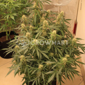 Auto_Power_Plant_Autoflowering_semínka_konopí