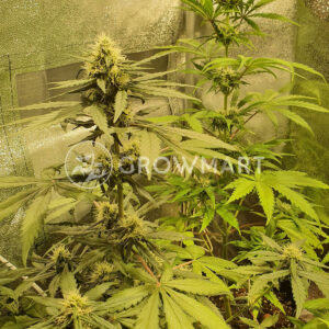 Auto_Purple_Diesel_Autoflowering_semena_konopí