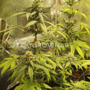 Auto_Purple_Diesel_Autoflowering_semena_konopí